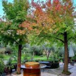 Fumane: Valpolicella wine tasting tour in a medieval court - The Experience in Detail