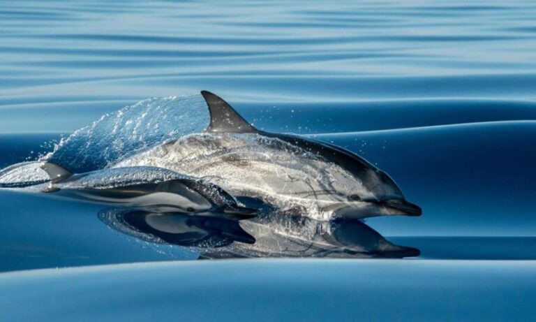 Funchal: Dolphin and Whale Watching Cruise - Analyzing the Experience: What You Can Expect