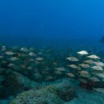 Funchal: DPV- Scooter Dive Adventure - The Sum Up