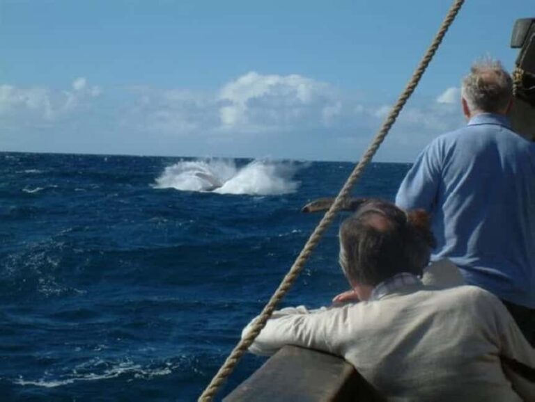 Funchal: Pirate Ship Cruise with Wine and Honey Cake Tasting - What to Expect: A Well-Rounded 3-Hour Adventure