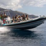 Funchal: RIB Whale Watching Cruise and Optional Dolphin Swim - The Value of the Tour