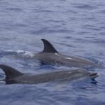 Funchal: Sunset over water by RIB boat +opt Dolphin/Whale - Authentic Experiences and Highlights from Guests