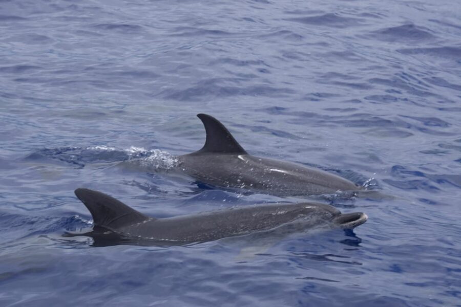 Funchal: Sunset over water by RIB boat +opt Dolphin/Whale - Authentic Experiences and Highlights from Guests