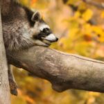 GaiaZOO Entry Ticket - Highlights of the Animal Exhibits
