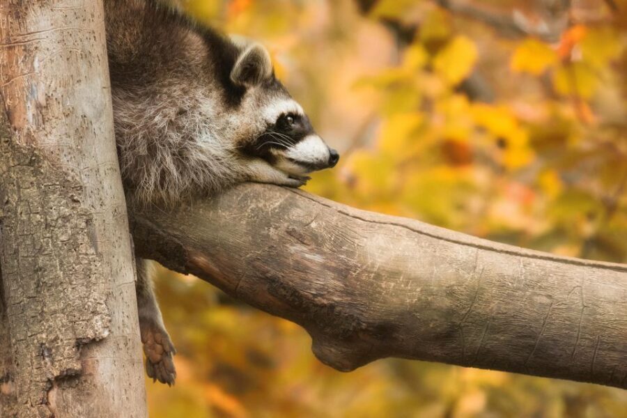 GaiaZOO Entry Ticket - Highlights of the Animal Exhibits
