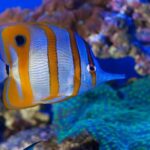 Genoa: Aquarium & Christopher Columbus' House Entry Tickets - FAQ