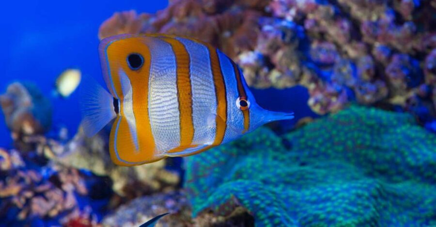 Genoa: Aquarium & Christopher Columbus' House Entry Tickets - FAQ