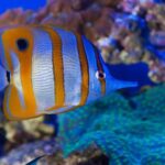 Genoa: Aquarium, Galata Museum and Submarine Entry Tickets - A Deep Dive into Genoa’s Maritime Attractions