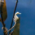 Genoa: Aquarium of Genoa Entry Ticket - Navigating the Experience: Practical Tips