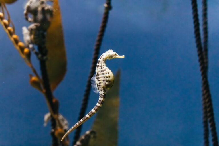 Genoa: Aquarium of Genoa Entry Ticket - Navigating the Experience: Practical Tips