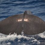 Genoa: Pelagos Sanctuary Whale Watching Cruise - Who Will Love This Tour?