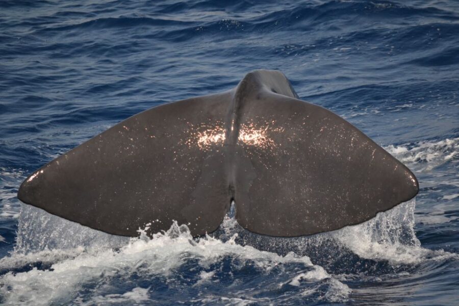 Genoa: Pelagos Sanctuary Whale Watching Cruise - Who Will Love This Tour?