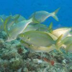 Genoa: snorkeling a stone's throw from downtown - Real Experiences from Participants