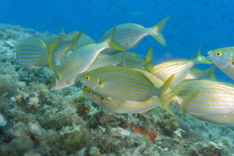 Genoa: snorkeling a stone's throw from downtown - Real Experiences from Participants