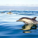 Gibraltar: Dolphin Watch Cruise & Cable Car Fast Track Combo - An In-Depth Look at the Tour Experience