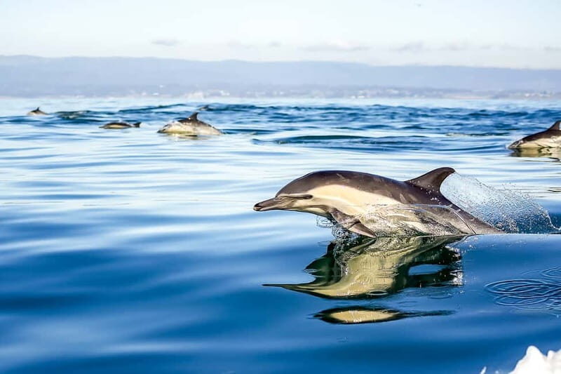 Gibraltar: Dolphin Watch Cruise & Cable Car Fast Track Combo - An In-Depth Look at the Tour Experience