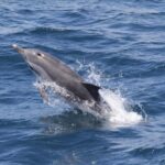 Gibraltar Dolphins Watching Day Trip from Seville - Practical Considerations: What to Know Before Booking
