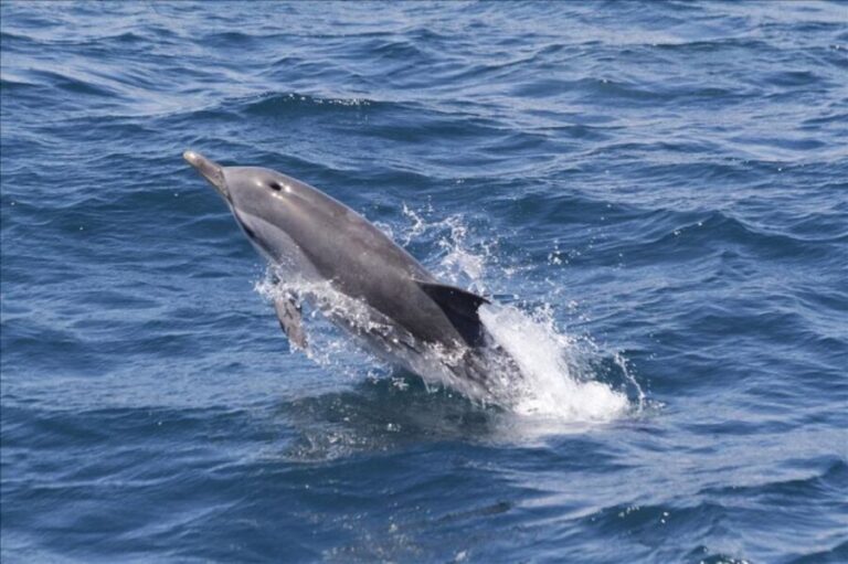 Gibraltar Dolphins Watching Day Trip from Seville - Practical Considerations: What to Know Before Booking