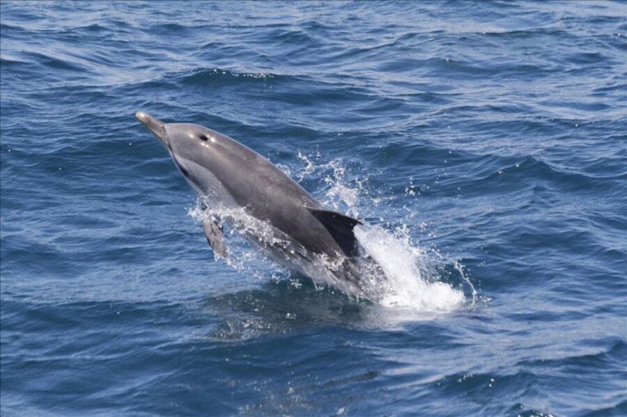 Gibraltar Dolphins Watching Day Trip from Seville - Practical Considerations: What to Know Before Booking