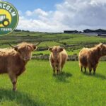 Glasgow: Highland Cow Trailer Tour with home baking - What You’ll See and Learn