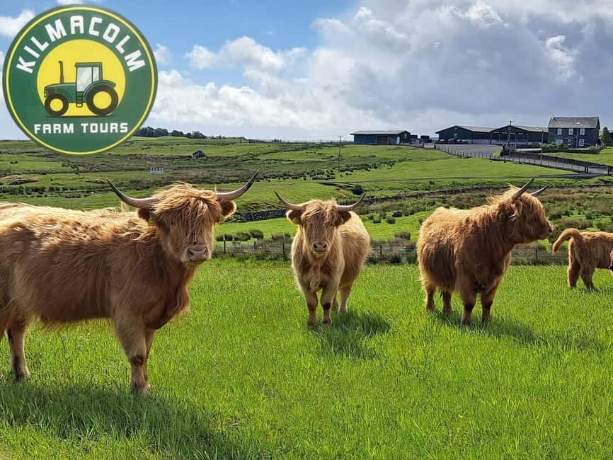 Glasgow: Highland Cow Trailer Tour with home baking - What You’ll See and Learn