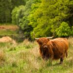 Glasgow: Loch Ness, Glen Coe, Hairy Coos & The Highlands - Comfort, Transportation, and Value