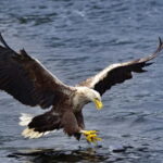 Glenfinnan: Cruise on Loch Shiel Glenfinnan to Gaskan area - What to Expect on the Loch Shiel Cruise