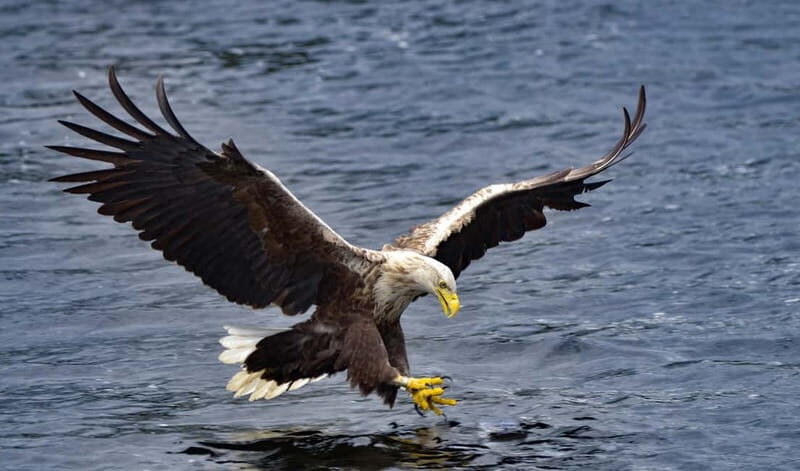 Glenfinnan: Cruise on Loch Shiel Glenfinnan to Gaskan area - What to Expect on the Loch Shiel Cruise