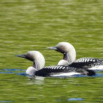 Glenfinnan: Glenaladale cruise, see the train and eagles 2hr - Wildlife and Nature Encounters