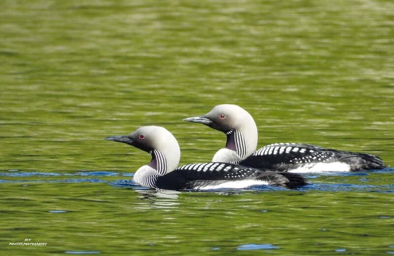 Glenfinnan: Glenaladale cruise, see the train and eagles 2hr - Wildlife and Nature Encounters
