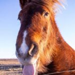 Golden circle, hot spring bakery, tomato farm private tour - The Comfort and Convenience of a Private Group