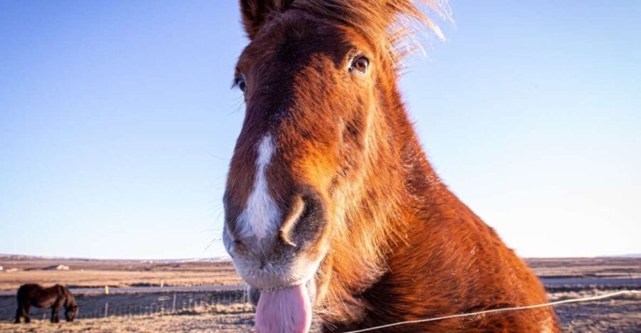 Golden circle, hot spring bakery, tomato farm private tour - The Comfort and Convenience of a Private Group