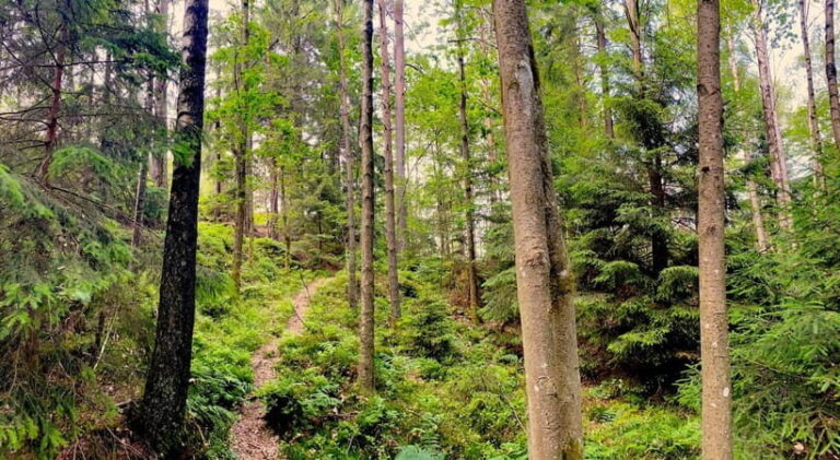 Gothenburg: The Local Experience - Home Visit, Food & Forest - Final Thoughts