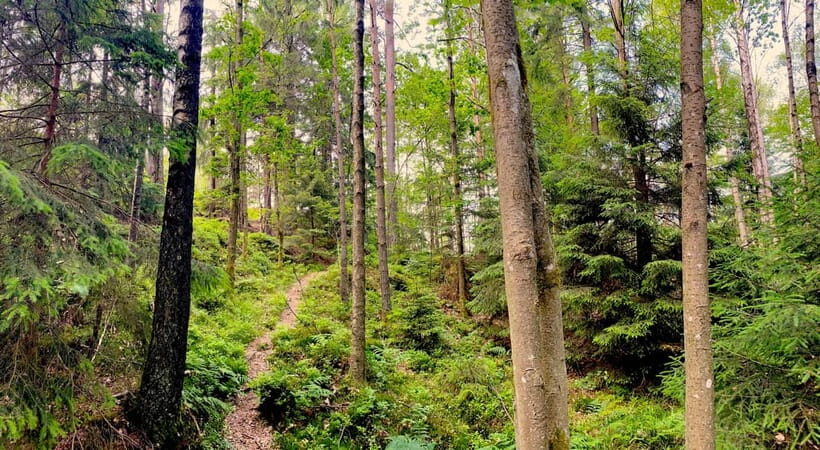 Gothenburg: The Local Experience - Home Visit, Food & Forest - Final Thoughts