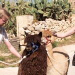 Gozo Alpaca Walks : with feeding and farm visit - Why This Experience Works