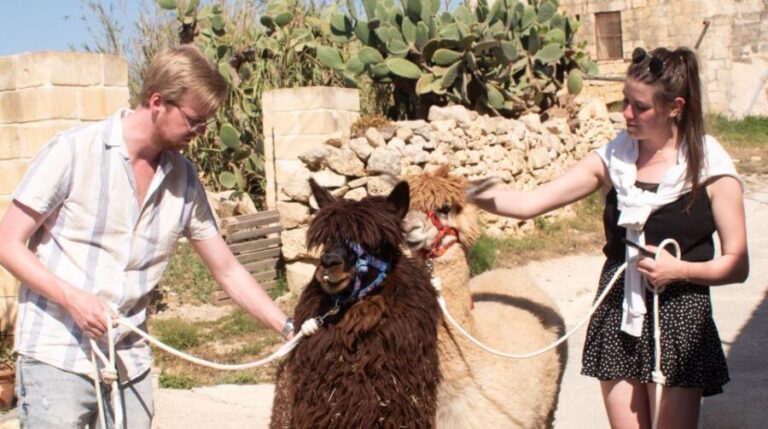 Gozo Alpaca Walks : with feeding and farm visit - Why This Experience Works