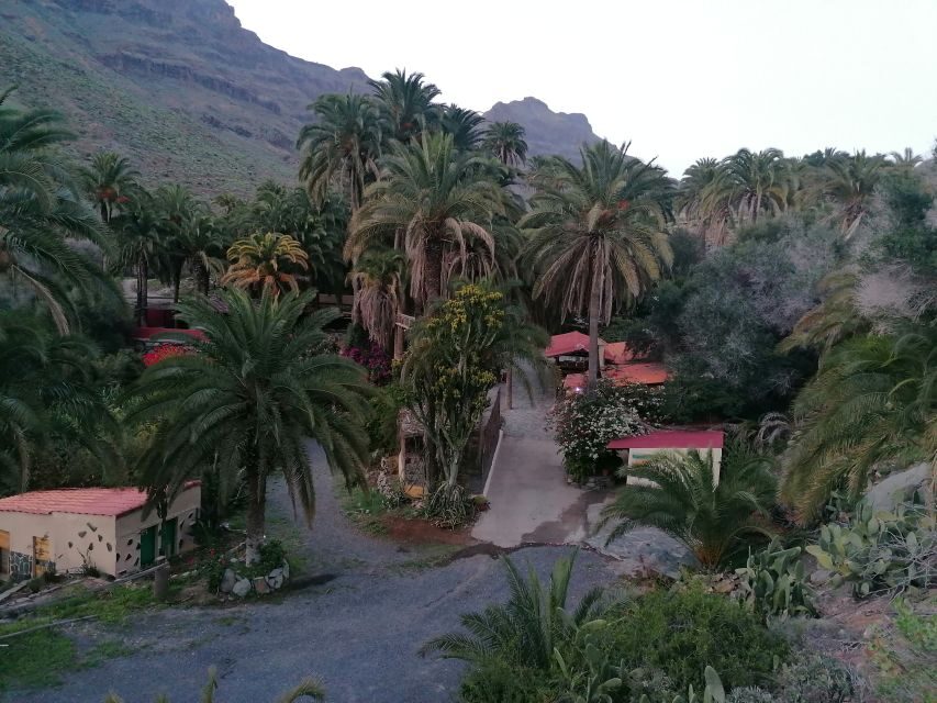 Gran Canaria: Camel Ride at Camel Safari Park - Authentic Insights from Visitors