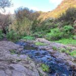Gran Canaria: excursion to the Barranco de los Cernícalos - Wildlife and Plant Life