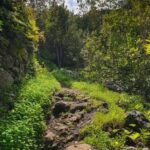Gran Canaria: excursion to the Laurisilva Forest - The Itinerary: A Day of Scenic Discovery