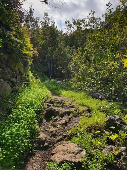 Gran Canaria: excursion to the Laurisilva Forest - The Itinerary: A Day of Scenic Discovery