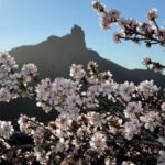 Gran Canaria Gran Tour - Why This Tour Offers Good Value