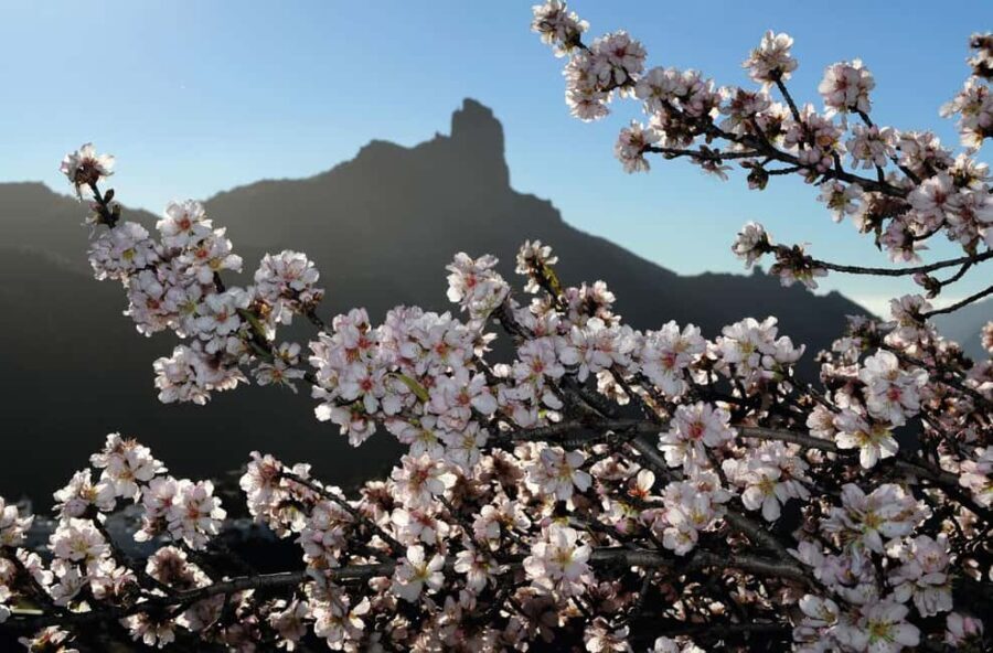 Gran Canaria Gran Tour - Why This Tour Offers Good Value