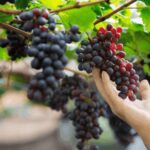 Gran Canaria: Rum, Wines and Banana Tour - The Logistics: What You Need to Know