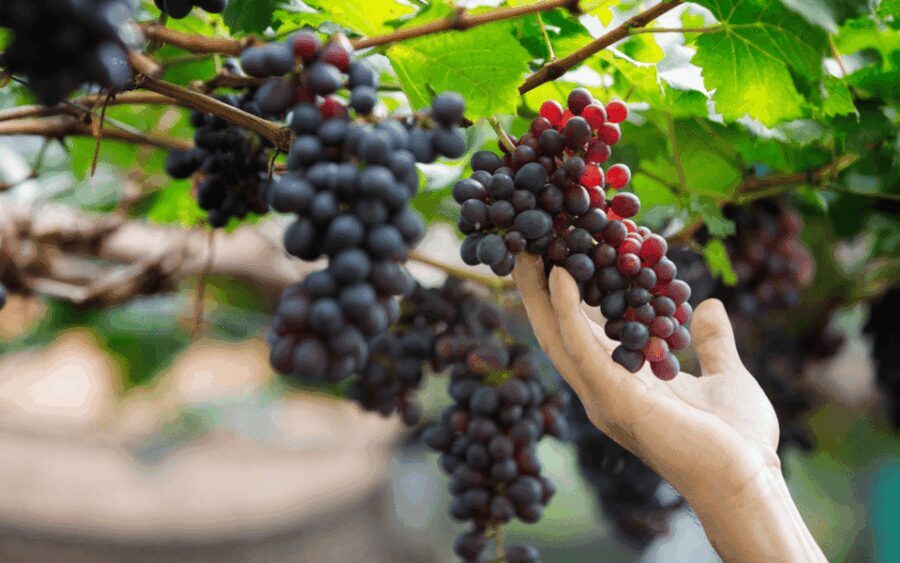 Gran Canaria: Rum, Wines and Banana Tour - The Logistics: What You Need to Know