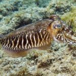 Gran Canaria: Scuba Diving for Beginners - The Itinerary: A Closer Look