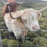 Greenock: Loch Lomond & The Trossachs National Park Tour - Is This Tour Worth It?