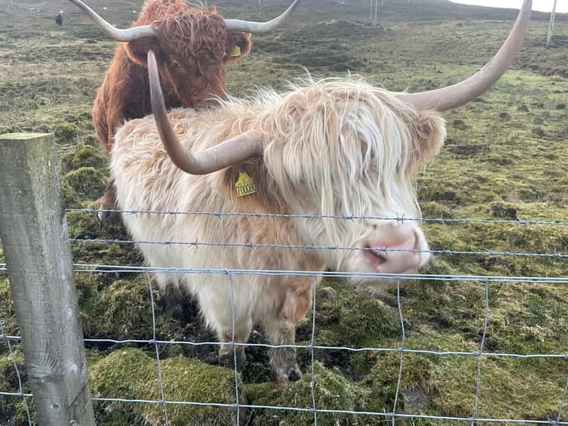 Greenock: Loch Lomond & The Trossachs National Park Tour - Is This Tour Worth It?