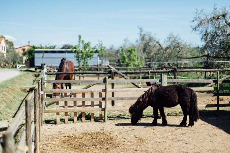 Grosseto: visit the family farm with tasting of local food - Tasting Local Food and Products