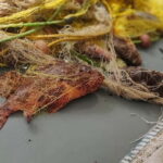 Group Morning Tour to Polyaigos - Stops and Activities: A Mix of Sightseeing, Swimming, and Snorkeling