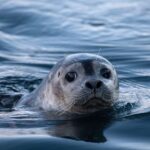 Grundarfjörður: Mt. Kirkjufell Daytime Kayaking Adventure - The Sum Up